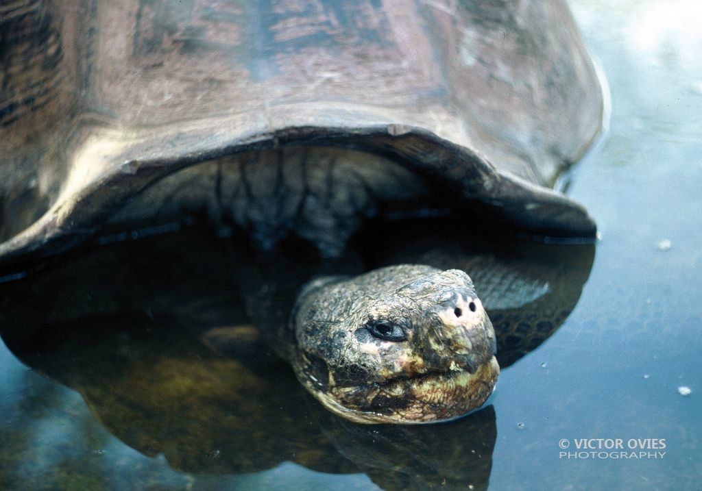 Galapago